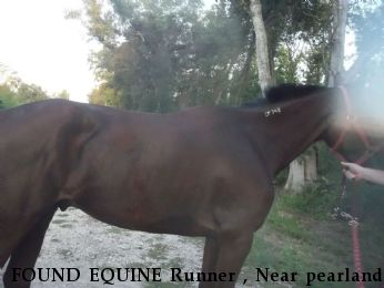 FOUND EQUINE Runner , Near pearland , TX, 77584